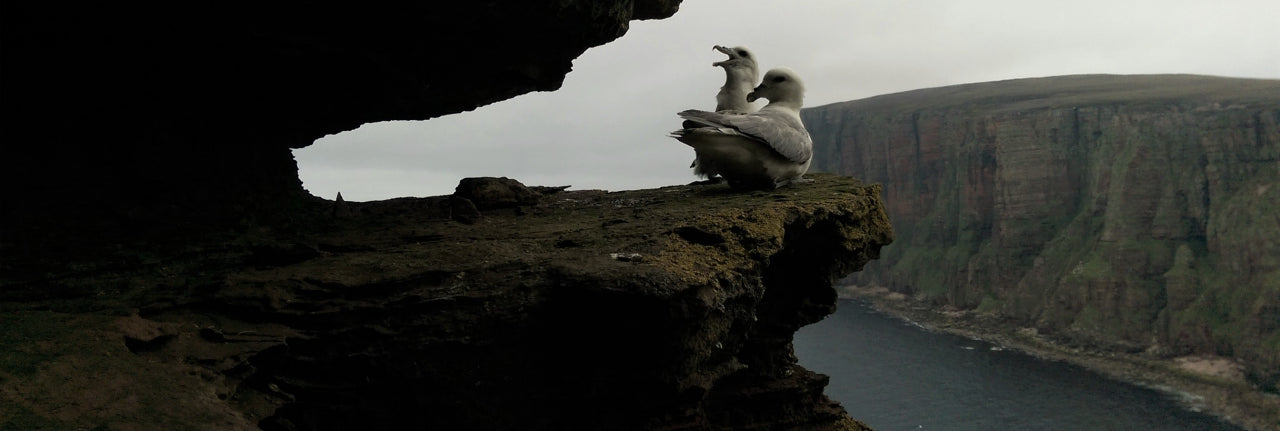 'F' is for Fulmar